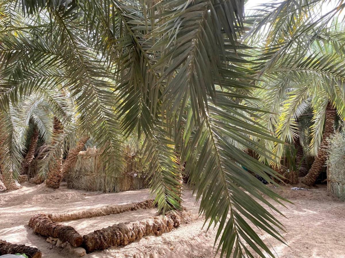 Forest Camp Siwa - كامب الغابة Siwa Oasis Exteriér fotografie