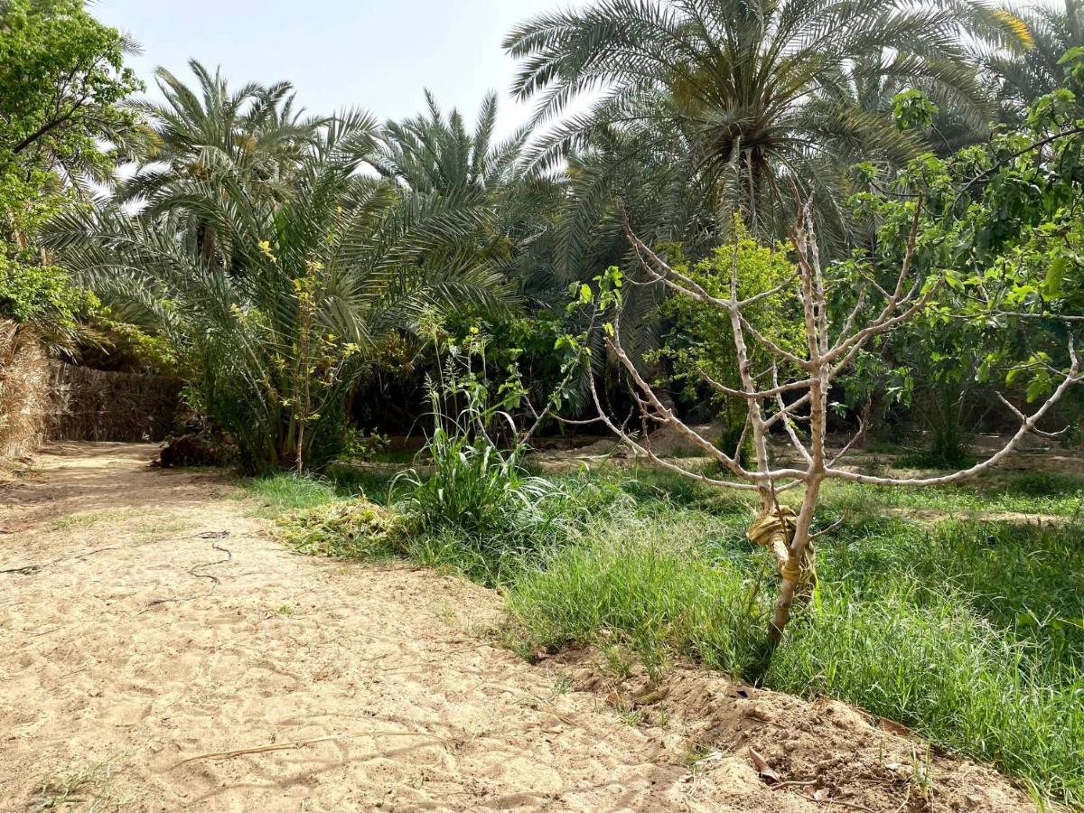 Forest Camp Siwa - كامب الغابة Siwa Oasis Exteriér fotografie