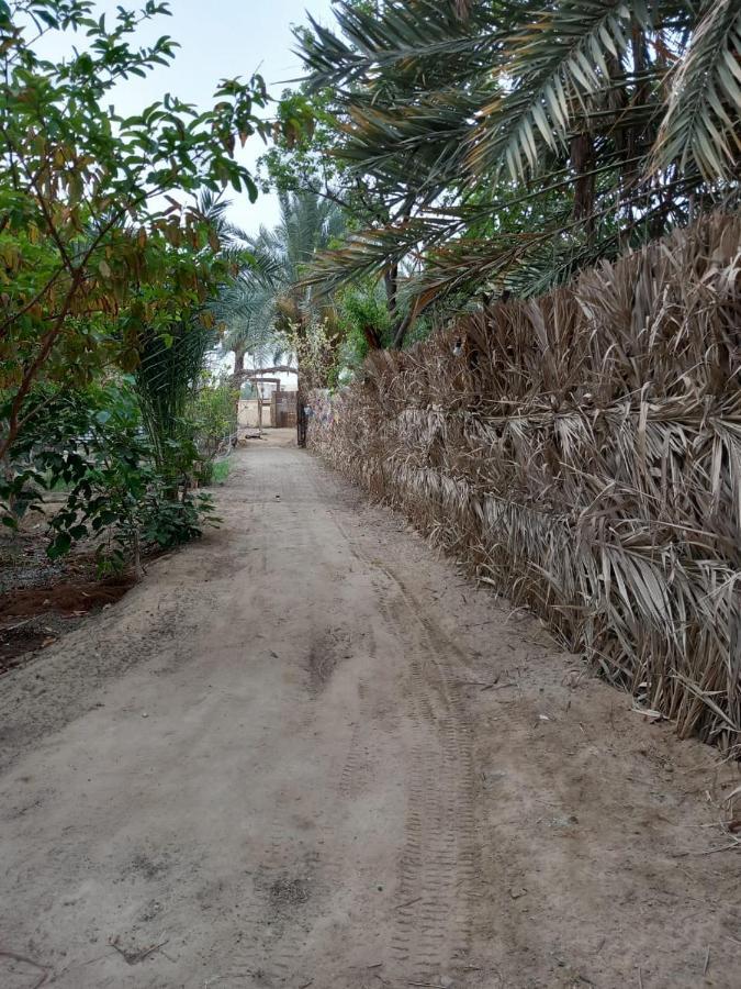 Forest Camp Siwa - كامب الغابة Siwa Oasis Exteriér fotografie