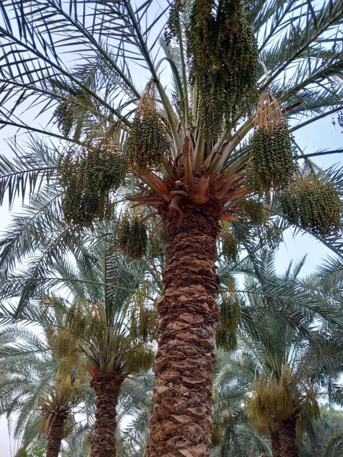 Forest Camp Siwa - كامب الغابة Siwa Oasis Exteriér fotografie