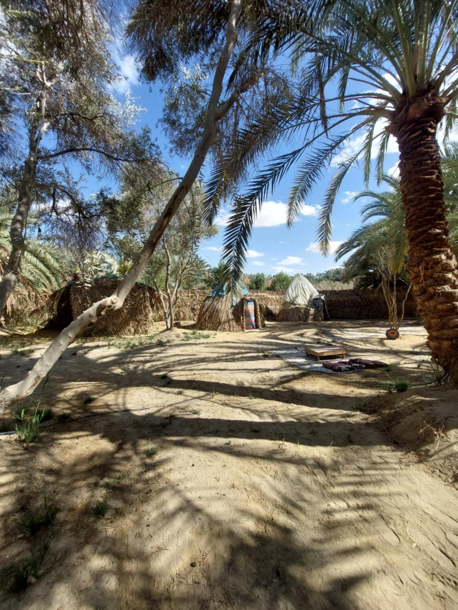 Forest Camp Siwa - كامب الغابة Siwa Oasis Exteriér fotografie