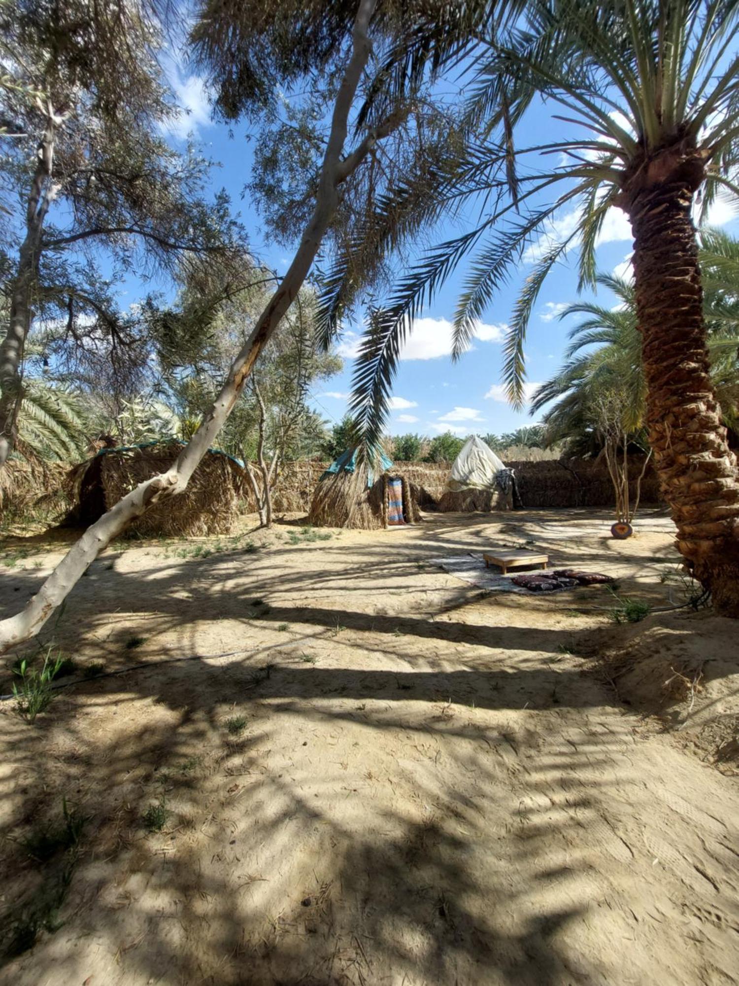 Forest Camp Siwa - كامب الغابة Siwa Oasis Exteriér fotografie