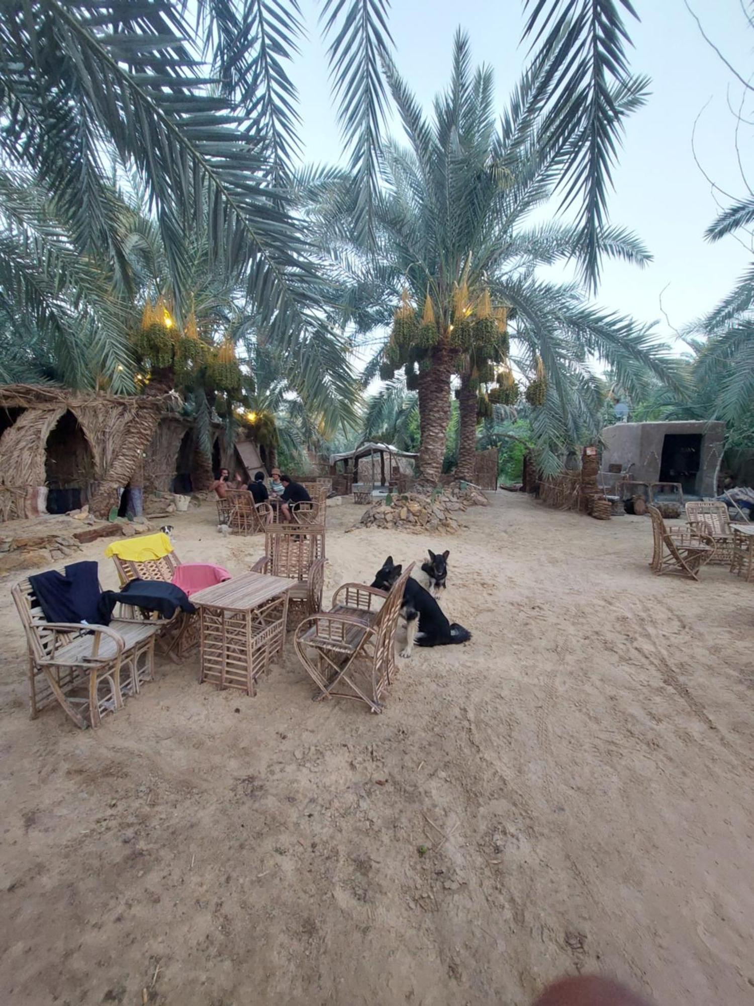 Forest Camp Siwa - كامب الغابة Siwa Oasis Exteriér fotografie